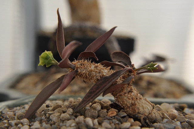 Euphorbia francoisii