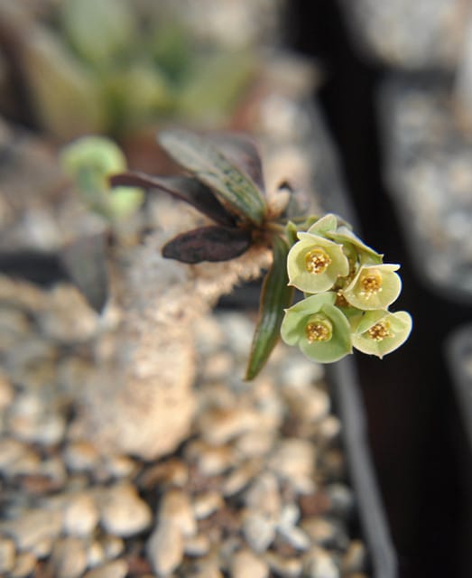 Euphorbia francoisii