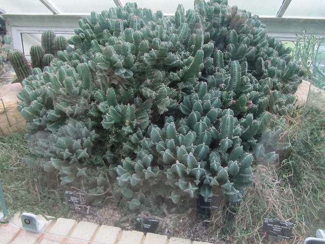 Synadenium
