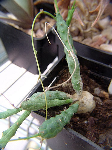 Synadenium