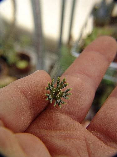 Synadenium