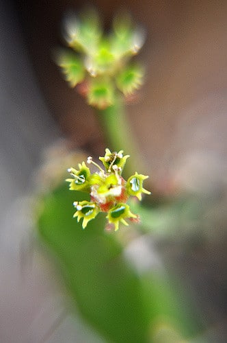 Synadenium