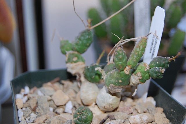 Synadenium (Euphorbia globosa)