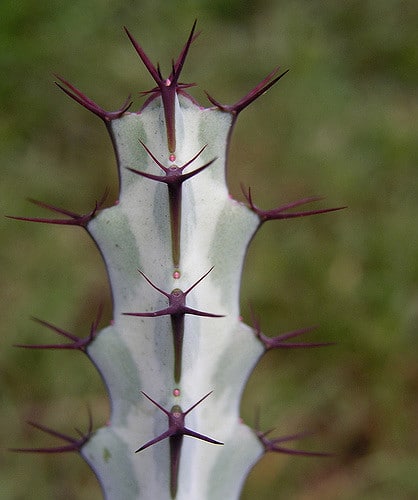 Synadenium (Euphorbia greenwayi)