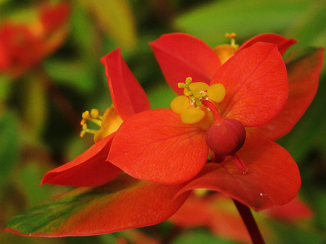 Euphorbe de griffith (Euphorbia griffithii)