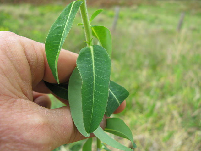 Euphorbe réveille-matin