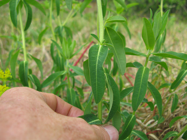 Euphorbe réveille-matin