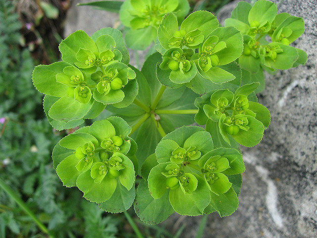 Euphorbe réveille-matin