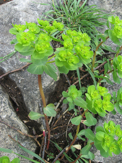 Euphorbe réveille-matin