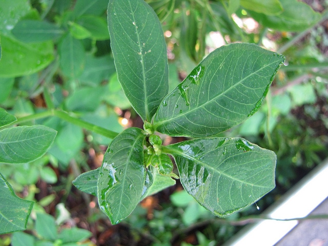 Euphorbe hétérophylle