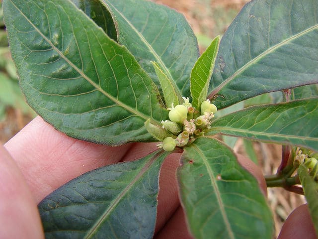Euphorbe hétérophylle