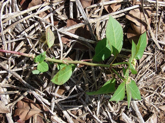 Euphorbe hétérophylle