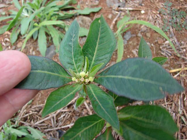 Euphorbe hétérophylle