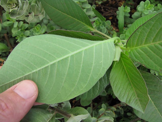 Euphorbe hétérophylle (Euphorbia heterophylla)