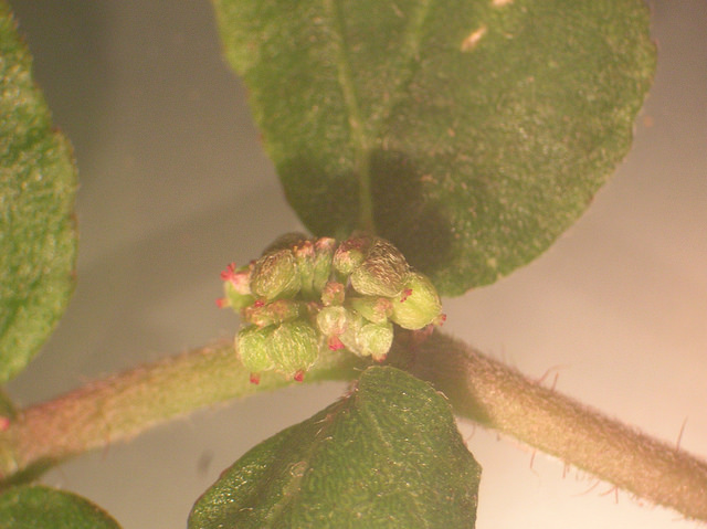 Synadenium