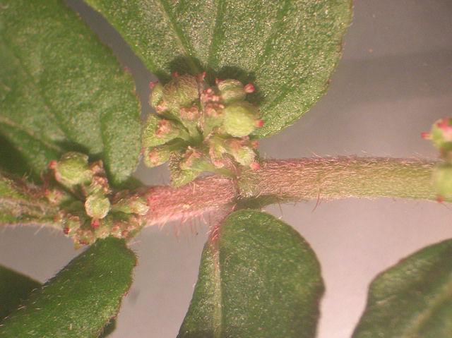 Synadenium (Euphorbia hirta)