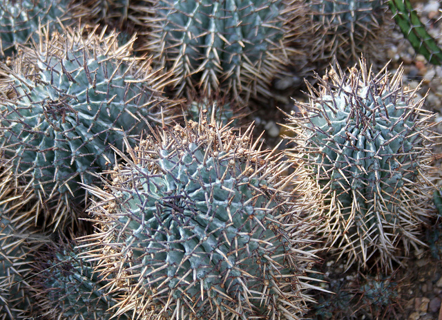 Tonneau de lait africain (Euphorbia horrida)