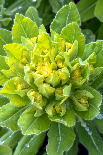 Euphorbia hyberna