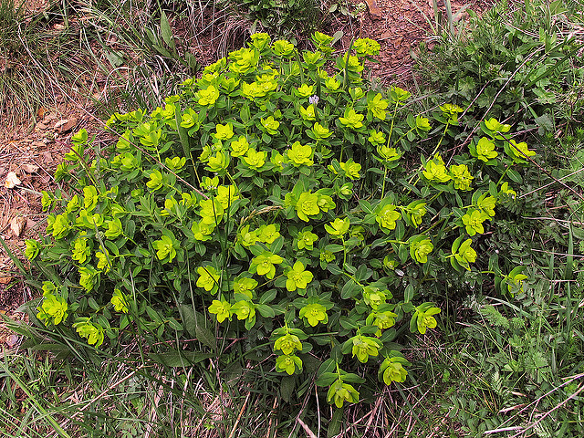 Euphorbia hyberna
