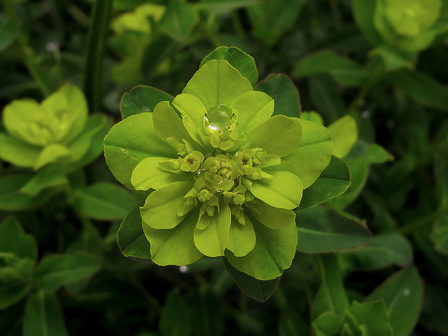 Euphorbia hyberna (Euphorbia hyberna)