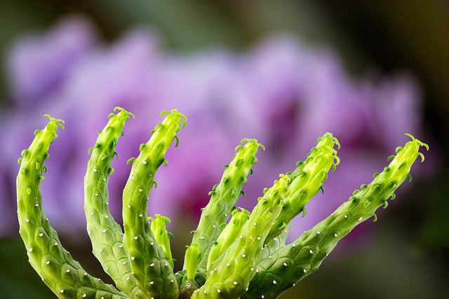 Synadenium