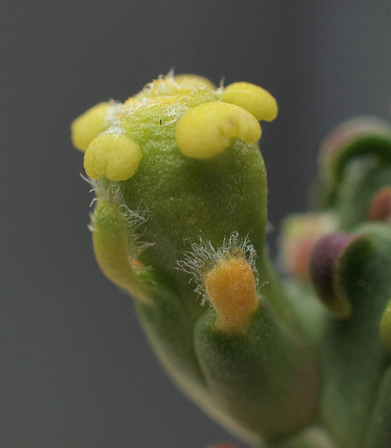 Synadenium