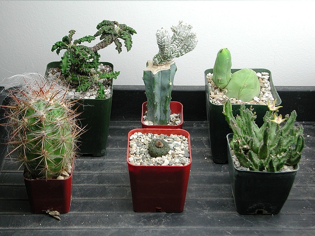 Synadenium