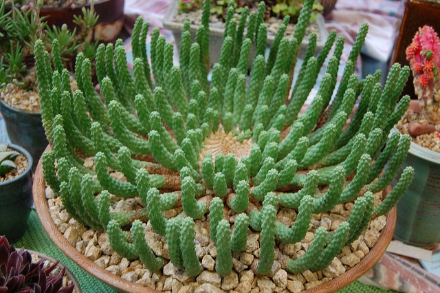 Synadenium