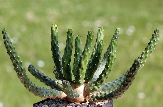 Synadenium (Euphorbia inermis)