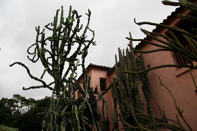 Synadenium