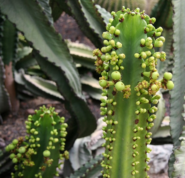 Synadenium
