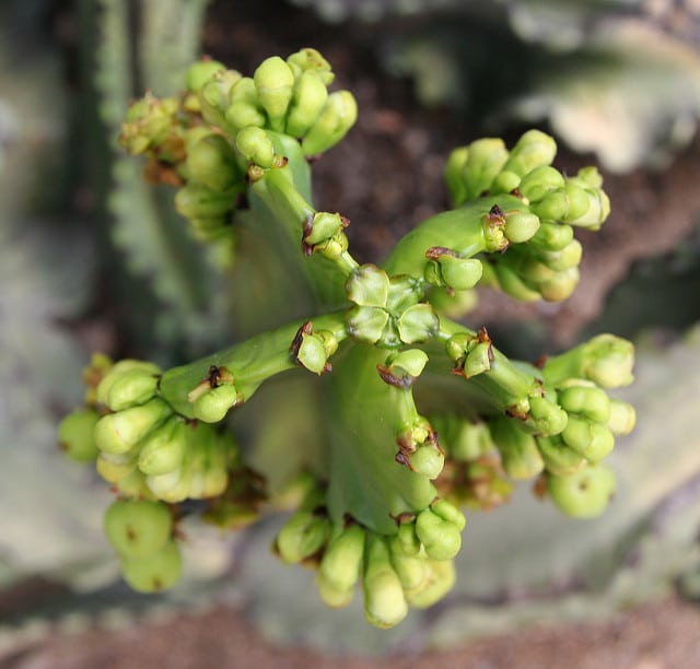 Synadenium