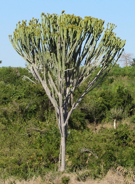 Synadenium
