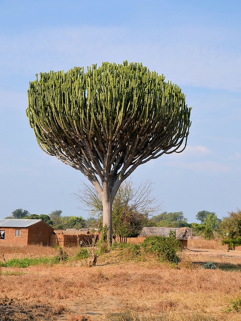 Synadenium