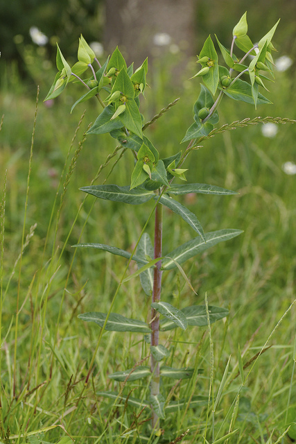 Euphorbe épurge (Euphorbia lathyris)