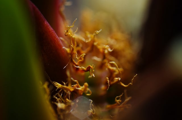 Euphorbia leuconeura