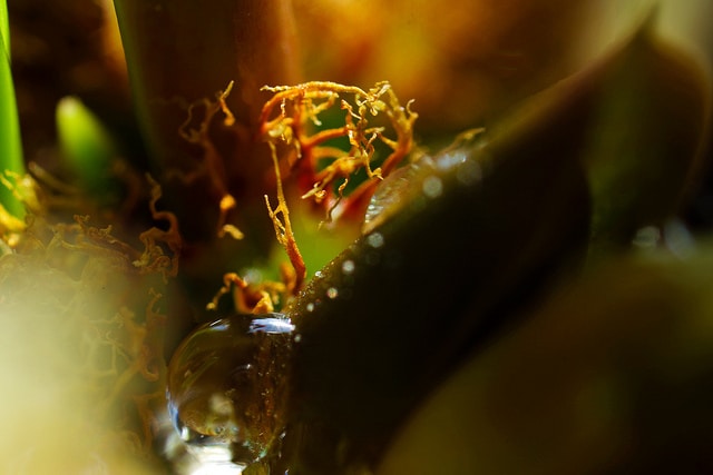 Euphorbia leuconeura