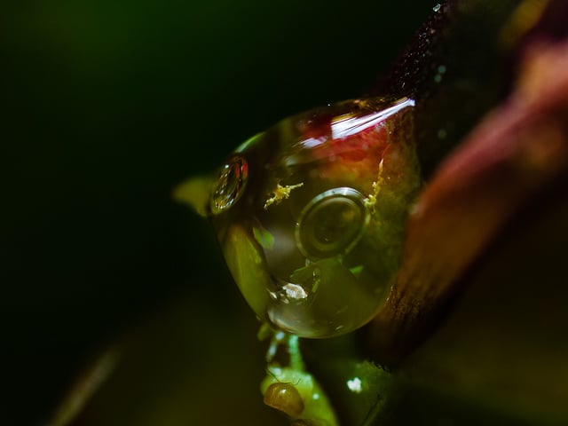 Euphorbia leuconeura