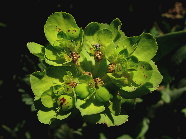 Euphorbe à feuilles tachées
