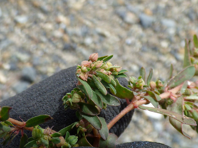 Euphorbe à feuilles tachées
