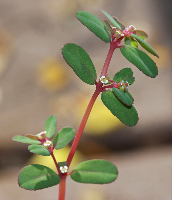 Euphorbe à feuilles tachées