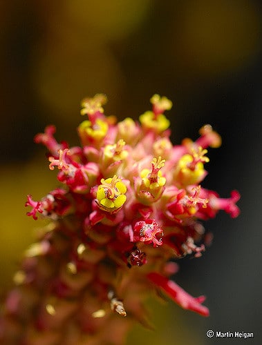 Euphorbia mammillaris