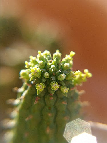 Euphorbia mammillaris
