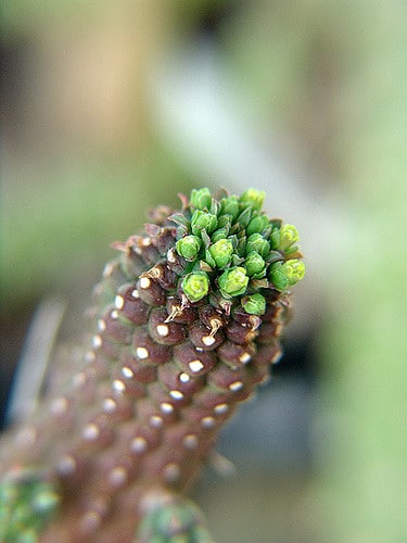 Euphorbia mammillaris