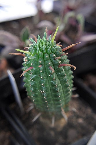 Euphorbia mammillaris