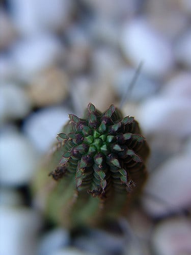 Euphorbia mammillaris