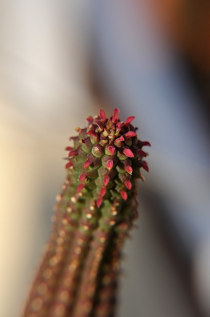 Euphorbia mammillaris