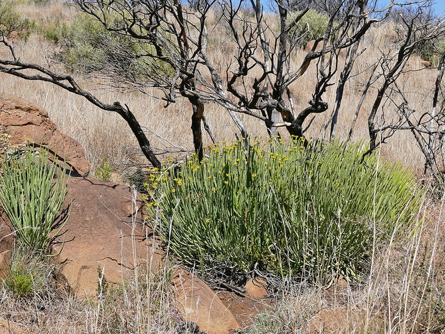 Synadenium