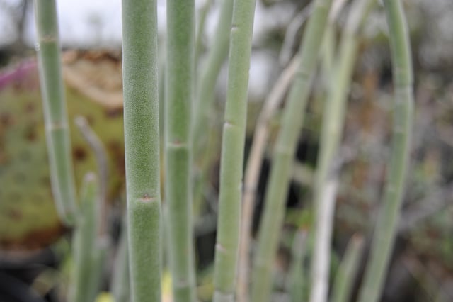 Synadenium (Euphorbia mauritanica)