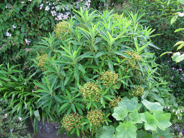Euphorbe